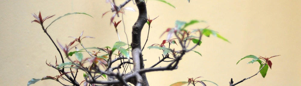 BimSoft